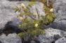 There are over 600 different flowering plants in the Burren in County Clare.