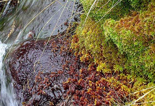 irish bog